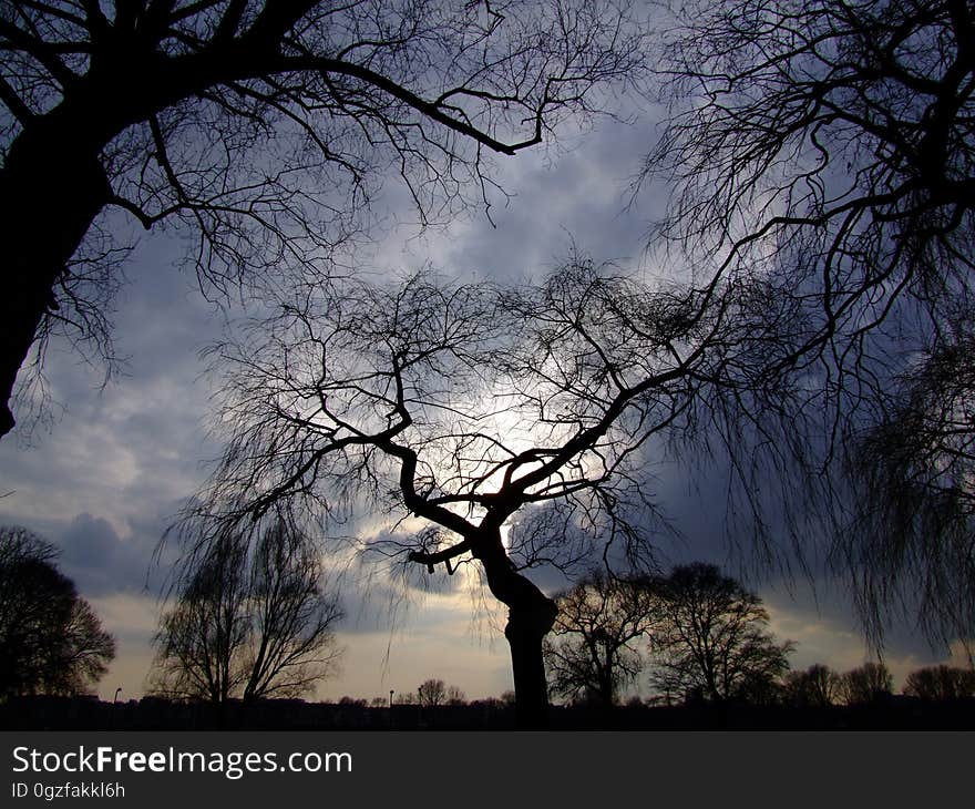 Sky, Tree, Branch, Nature