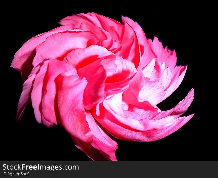 Flower, Pink, Red, Flowering Plant