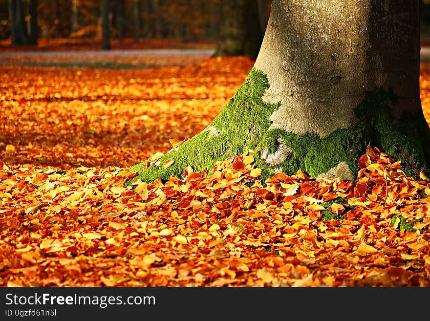 Leaf, Autumn, Deciduous, Tree