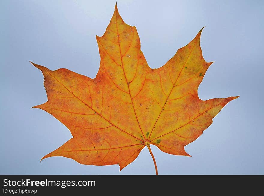 Leaf, Maple Leaf, Autumn, Tree