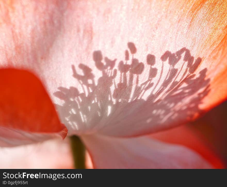 Red, Flower, Pink, Flora