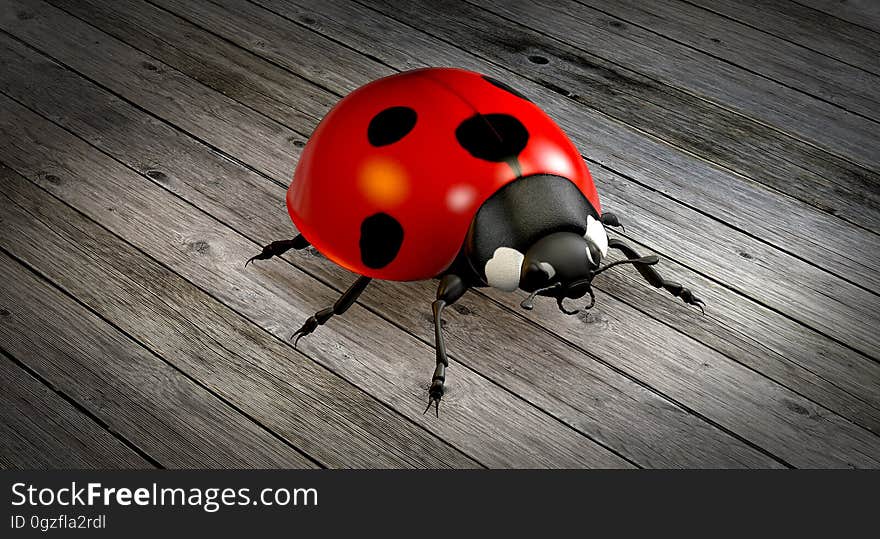 Red, Ladybird, Insect, Beetle