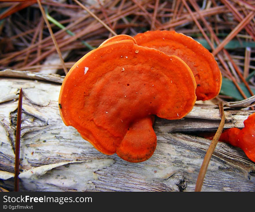 Mushroom, Medicinal Mushroom, Fungus, Lingzhi Mushroom