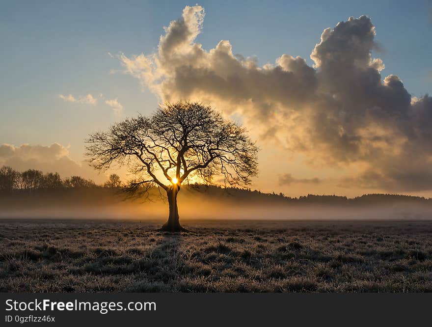 Sky, Tree, Dawn, Morning