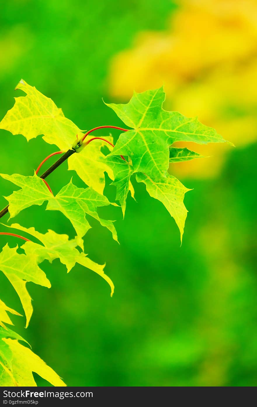 Leaf, Green, Maple Leaf, Deciduous