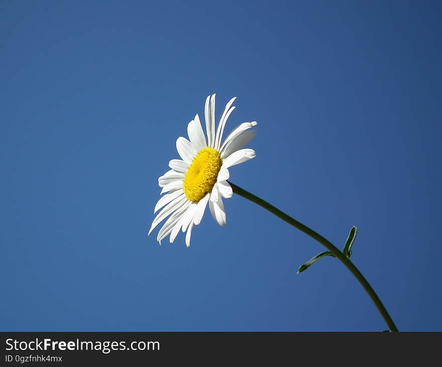 Flower, Oxeye Daisy, Sky, Yellow