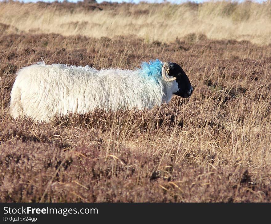 Sheep, Hay, Grass, Field