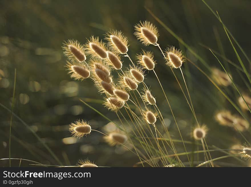 Grass Family, Close Up, Sunlight, Grass