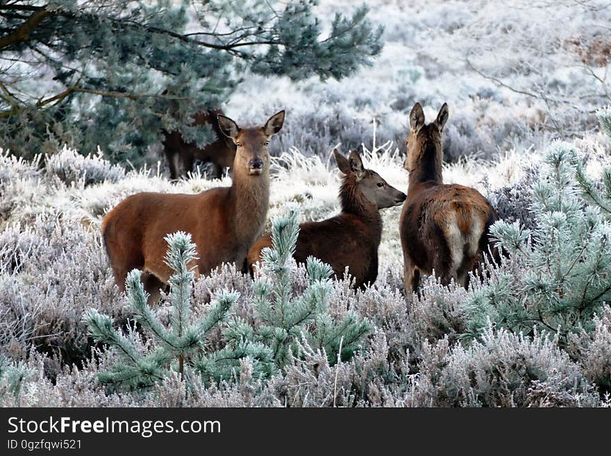 Wildlife, Fauna, Mammal, Deer