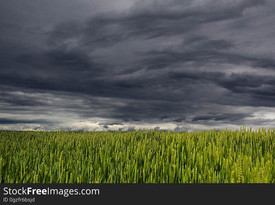 Sky, Grassland, Field, Ecosystem