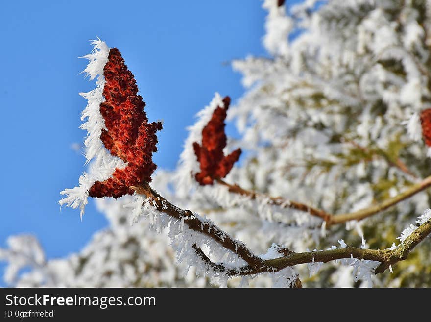 Winter, Leaf, Branch, Sky