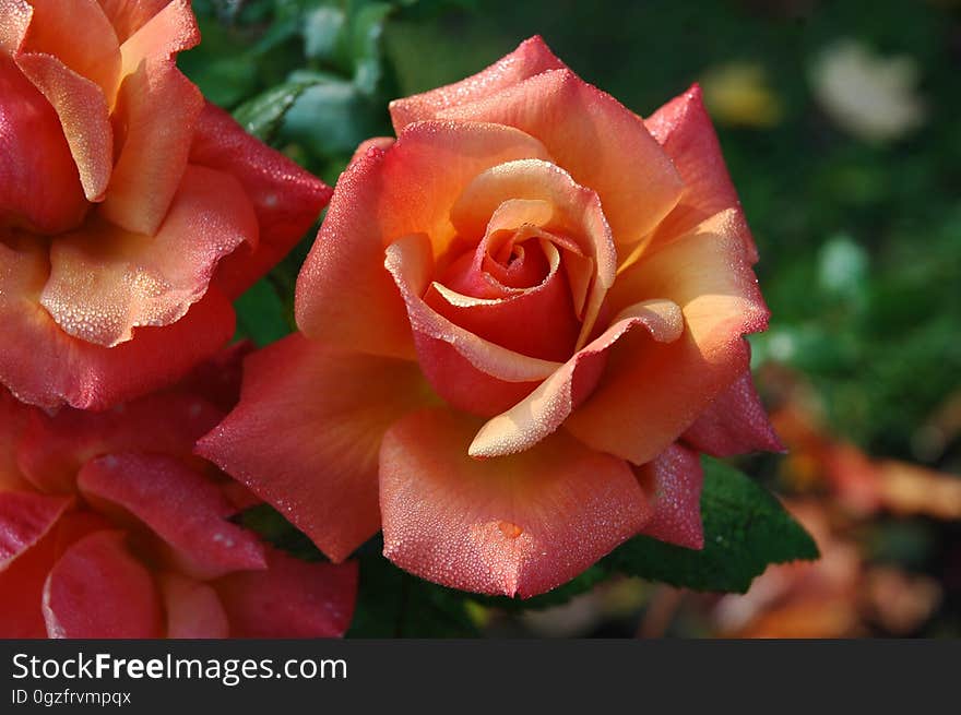 Flower, Rose, Garden Roses, Rose Family