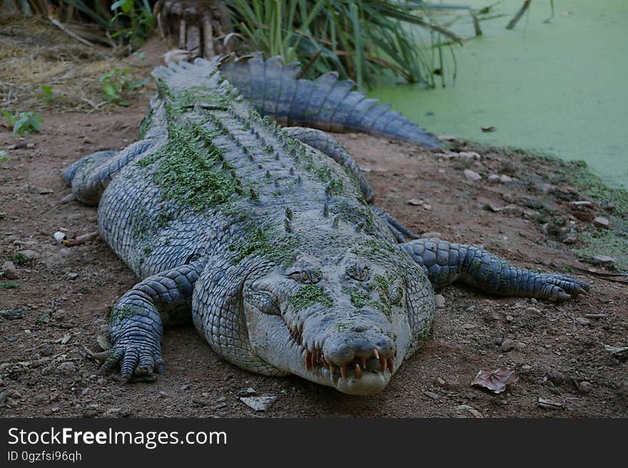 Crocodilia, Crocodile, American Alligator, Nile Crocodile