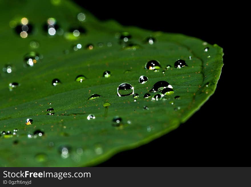 Dew, Water, Green, Drop