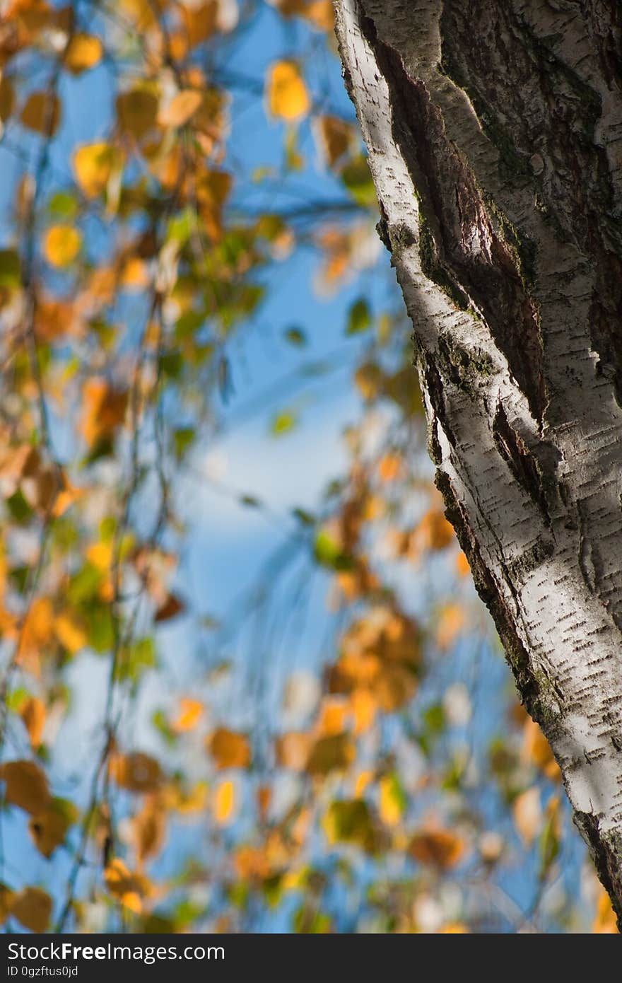 Tree, Leaf, Woody Plant, Branch