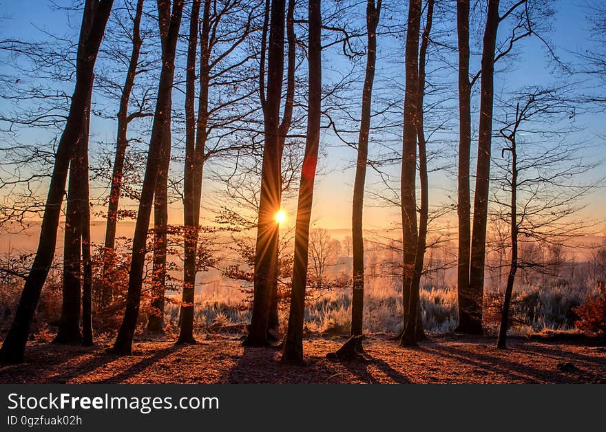 Sky, Tree, Nature, Forest