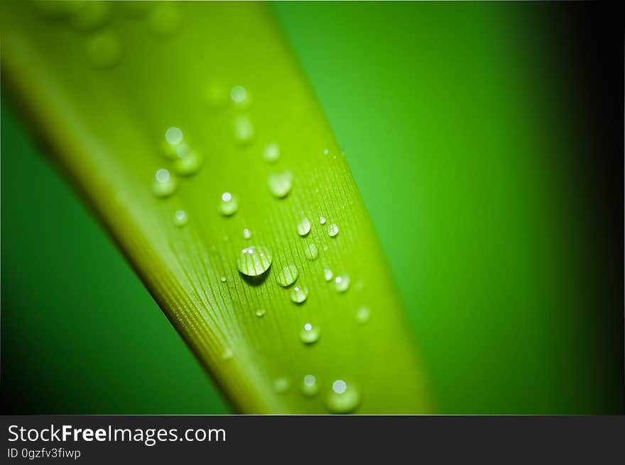 Water, Green, Dew, Drop