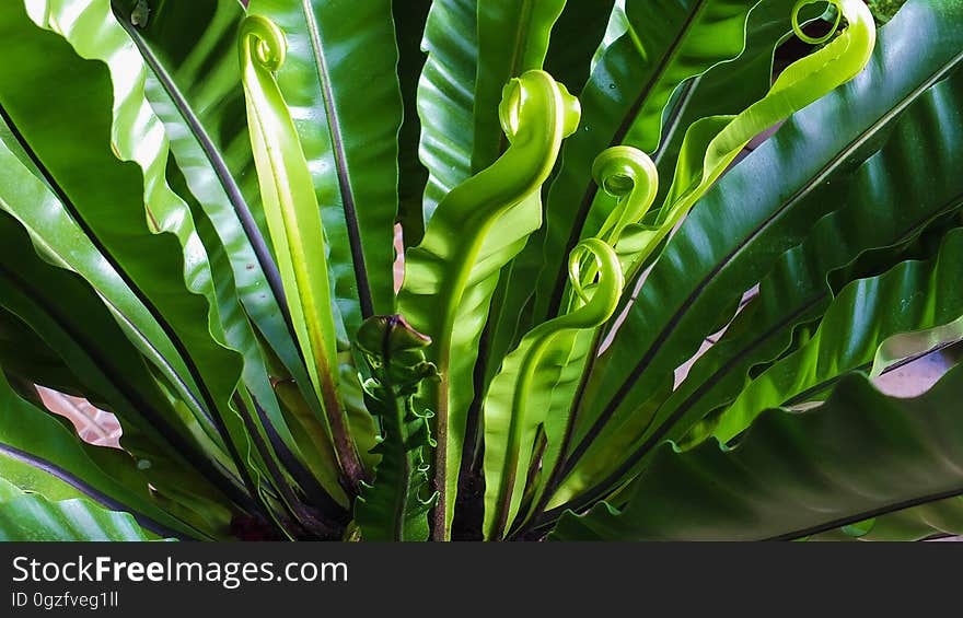 Plant, Vegetation, Leaf, Flora