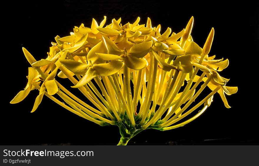 Flower, Yellow, Flora, Plant