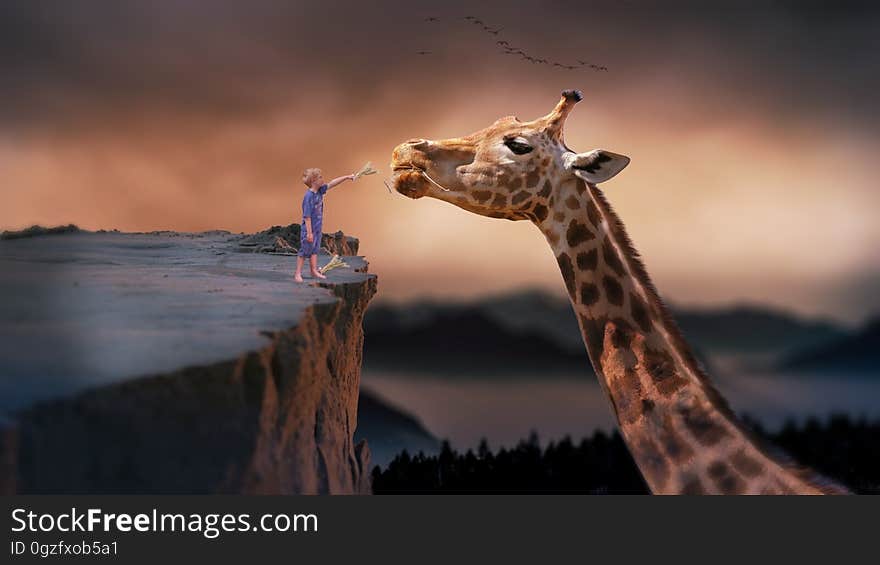 Giraffe, Wildlife, Terrestrial Animal, Mammal