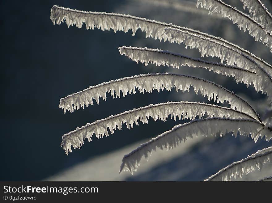 Freezing, Frost, Close Up, Atmosphere Of Earth