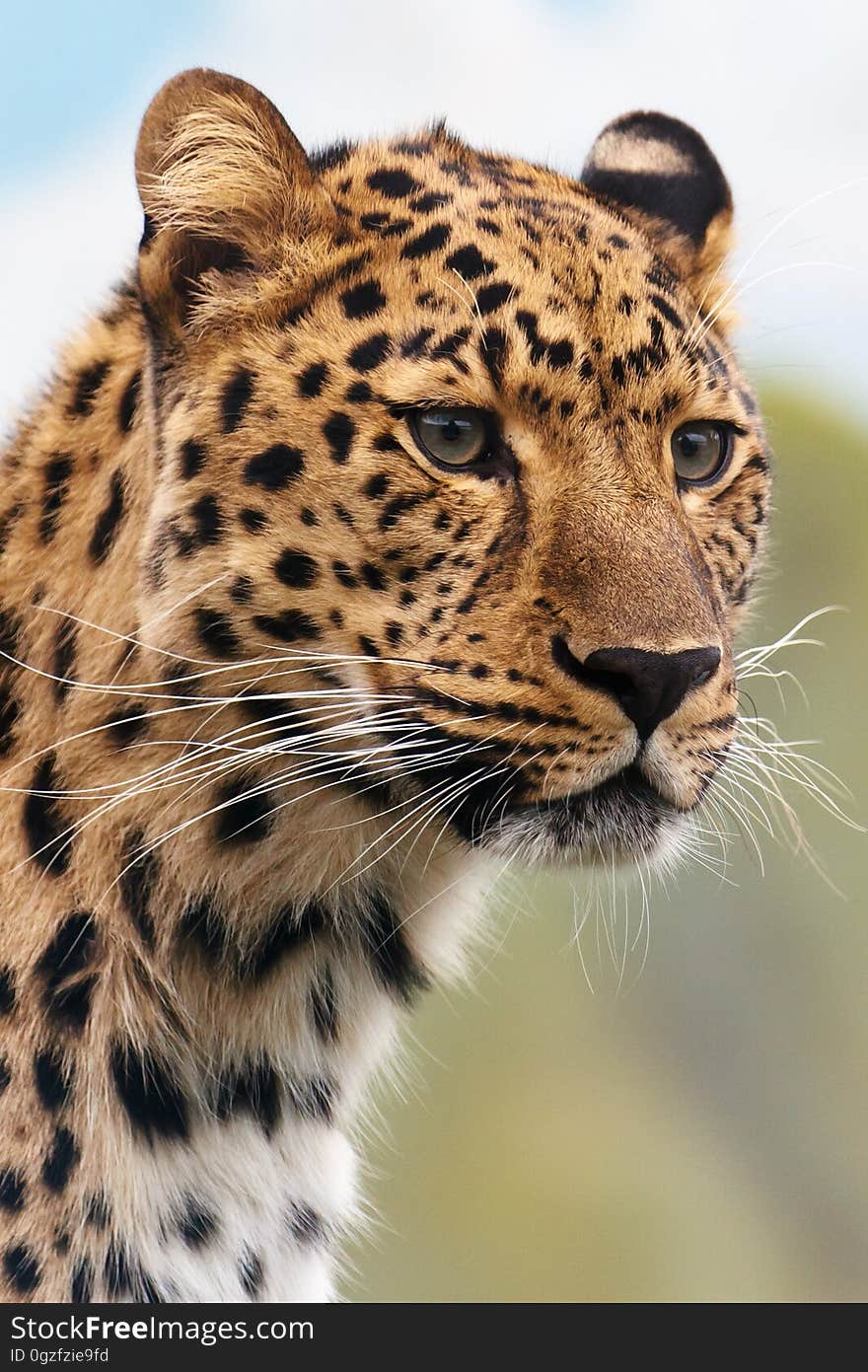 Leopard, Wildlife, Terrestrial Animal, Mammal