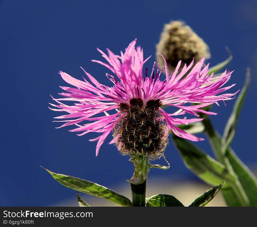 Silybum, Thistle, Flower, Flora