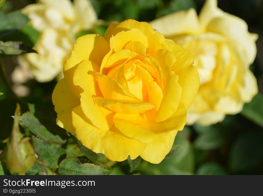 Flower, Rose, Rose Family, Yellow