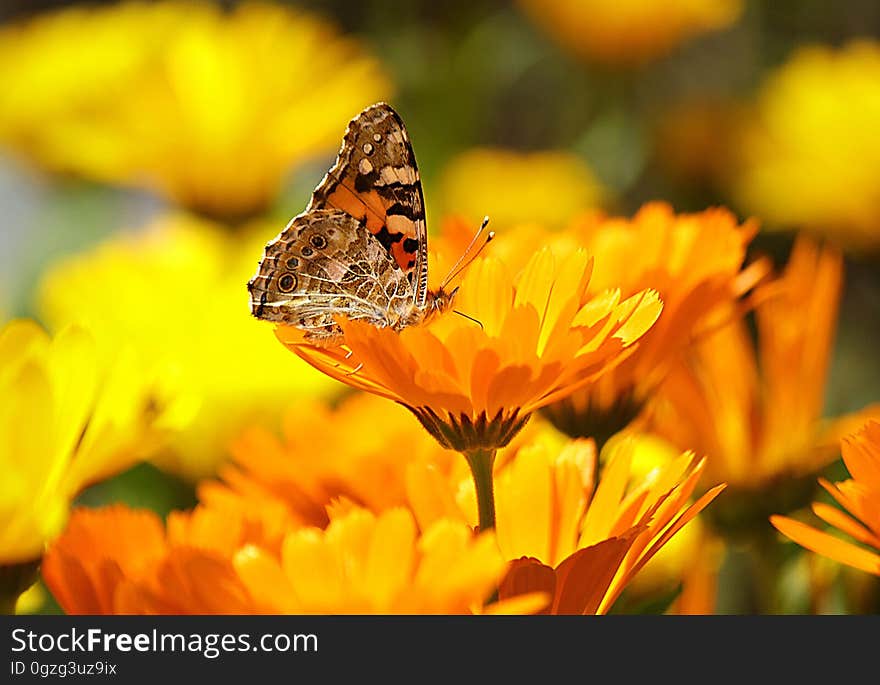 Flower, Yellow, Butterfly, Nectar