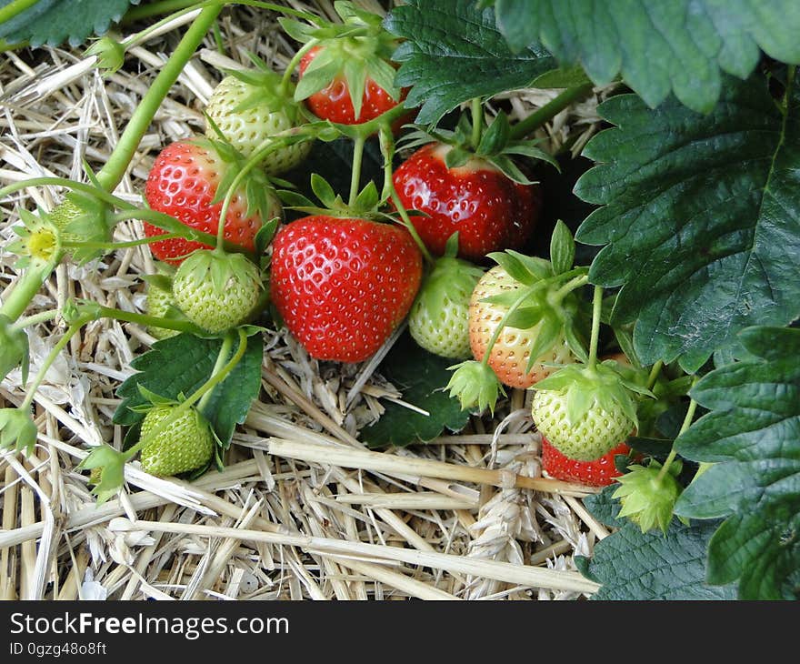 Natural Foods, Strawberries, Strawberry, Fruit