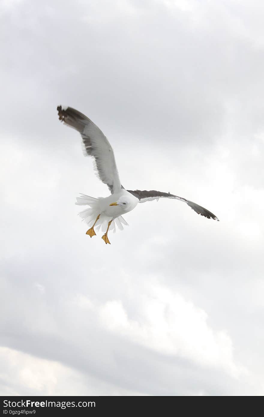 Sky, Bird, Beak, Seabird