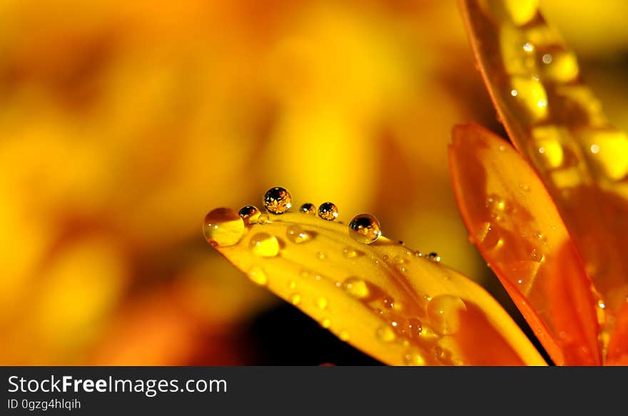 Yellow, Water, Dew, Macro Photography