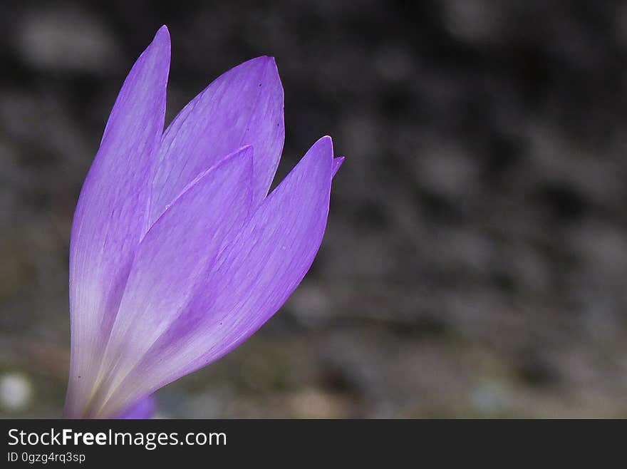 Flower, Crocus, Plant, Purple