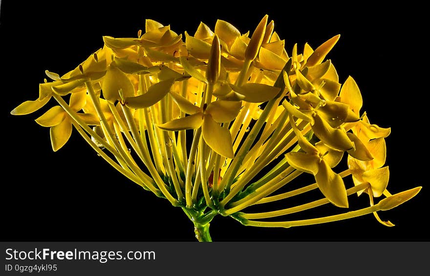 Flower, Yellow, Flora, Plant