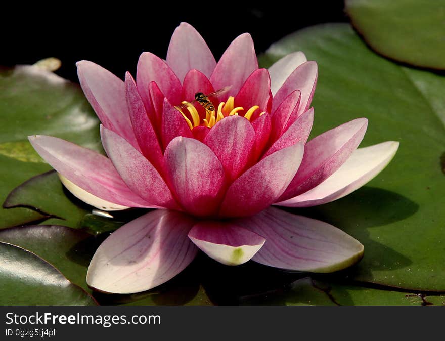 Flower, Plant, Flora, Sacred Lotus