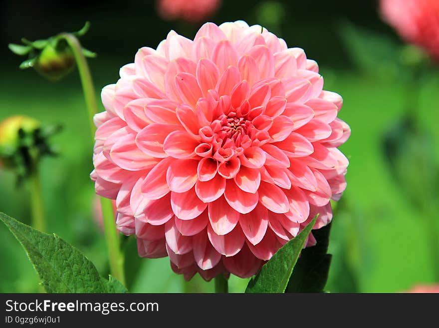 Flower, Plant, Flowering Plant, Dahlia