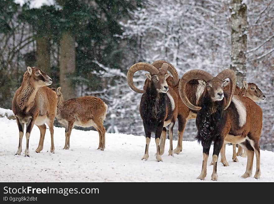 Wildlife, Fauna, Snow, Herd