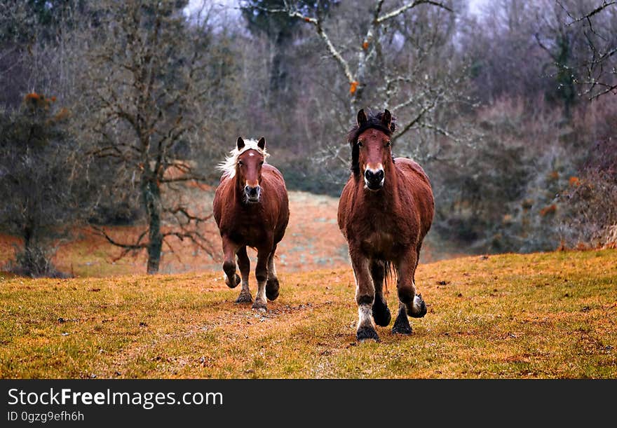 Horse, Pasture, Ecosystem, Horse Like Mammal