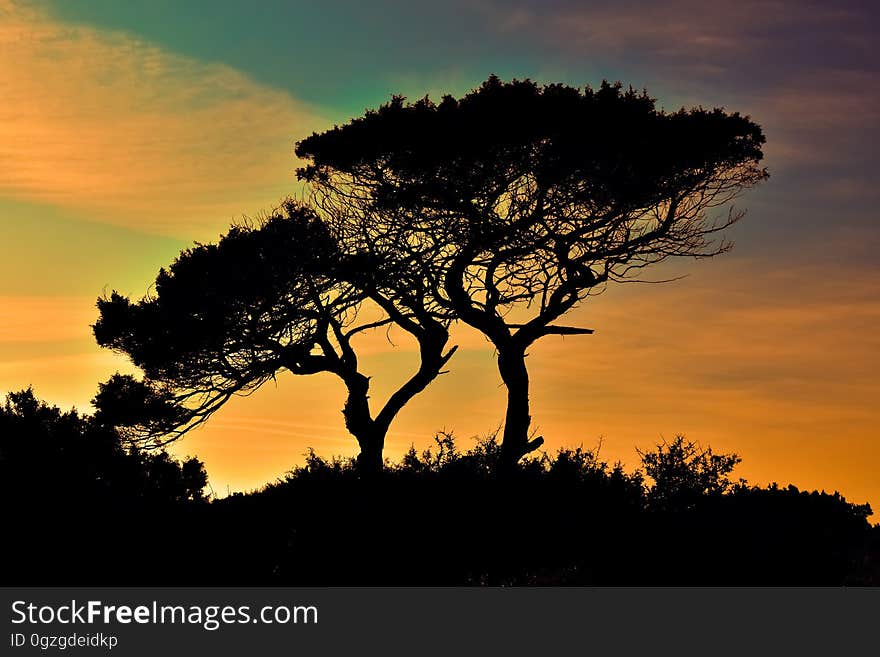 Sky, Tree, Nature, Woody Plant