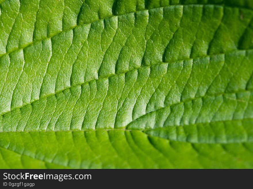 Leaf, Green, Vegetation, Close Up