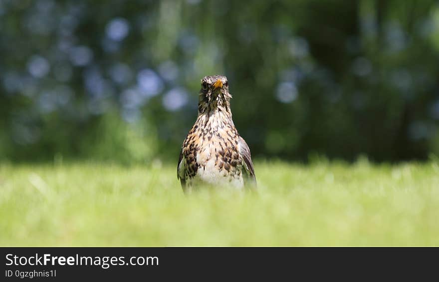 Grassland, Ecosystem, Beak, Bird