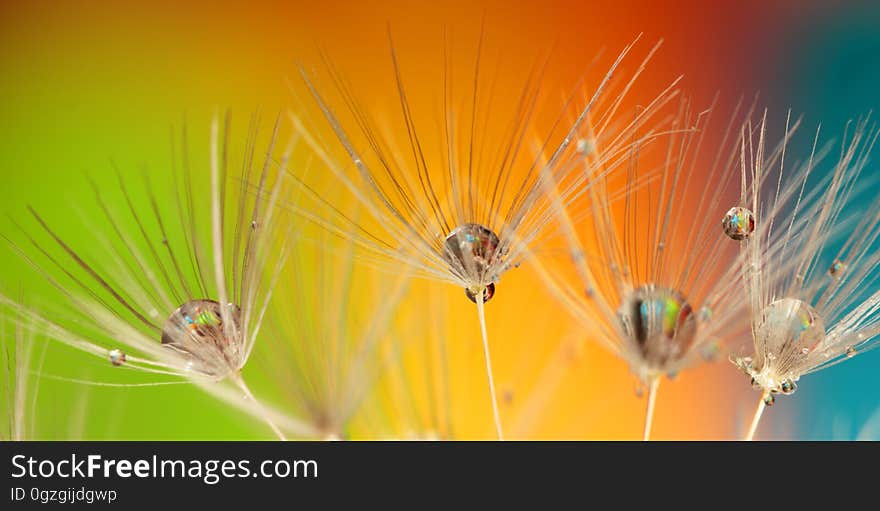 Close Up, Macro Photography, Grass Family, Insect