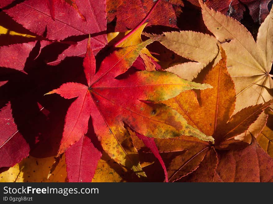 Leaf, Autumn, Maple Leaf, Flora