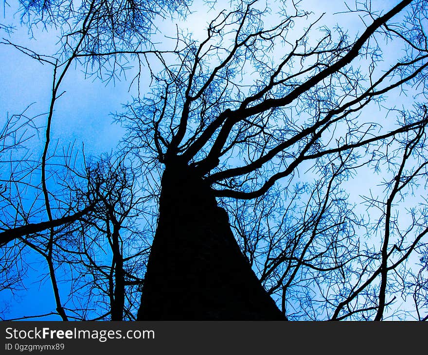 Tree, Sky, Branch, Blue