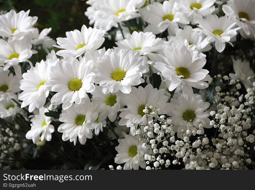 Flower, Plant, Flora, Chamaemelum Nobile