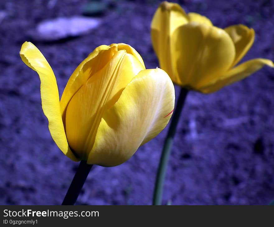 Flower, Yellow, Plant, Tulip