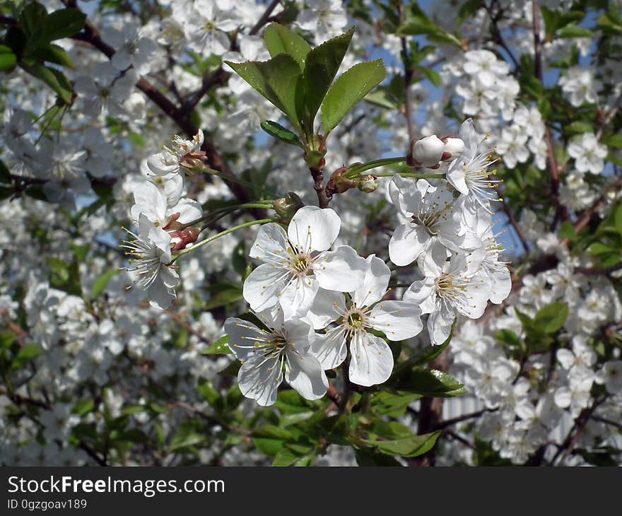 Blossom, Plant, Spring, Flora