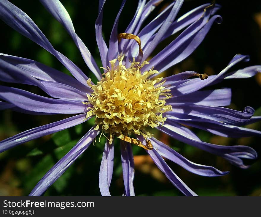 Flower, Aster, Flora, Plant