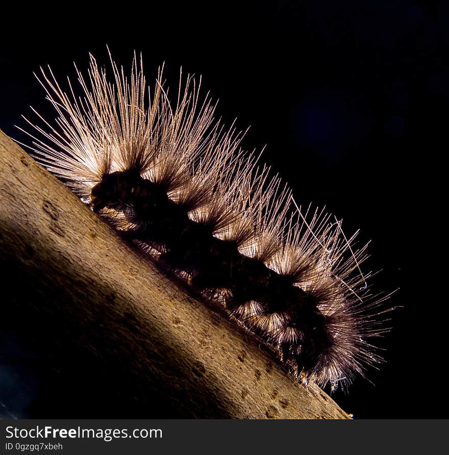 Caterpillar, Invertebrate, Larva, Insect