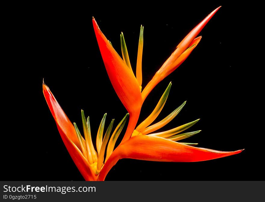 Flower, Orange, Heliconia, Flora